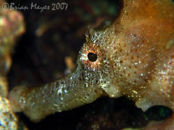 Close-up of Longsnout Seahorse (Hippocampus reidi). <><><... by Brian Mayes 